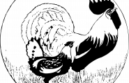 Høns