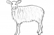 Sau